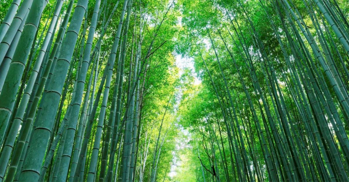 Trúc Biểu tượng phong thủy - 7 - Tre